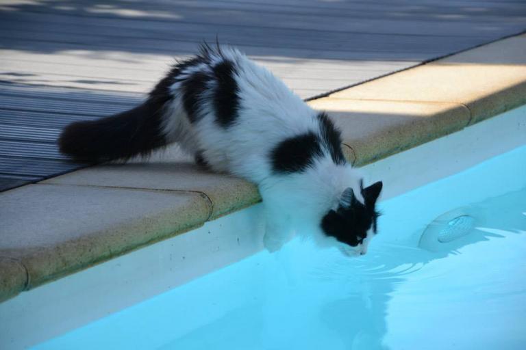 černobílá kočka se naklání do bazénu