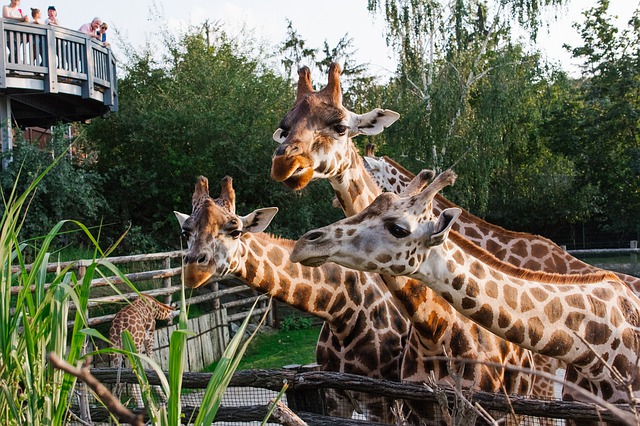 žirafy v zoologické zahradě.jpg